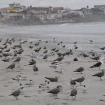 Foto Temática SAG Gripe Aviar