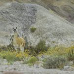 Guanaco 02